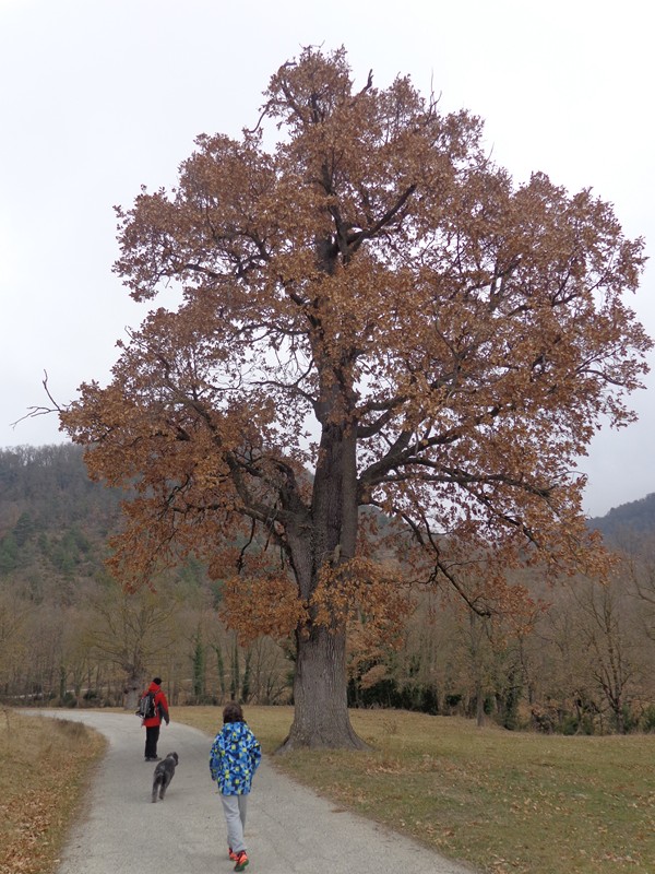 tavertet rupit
