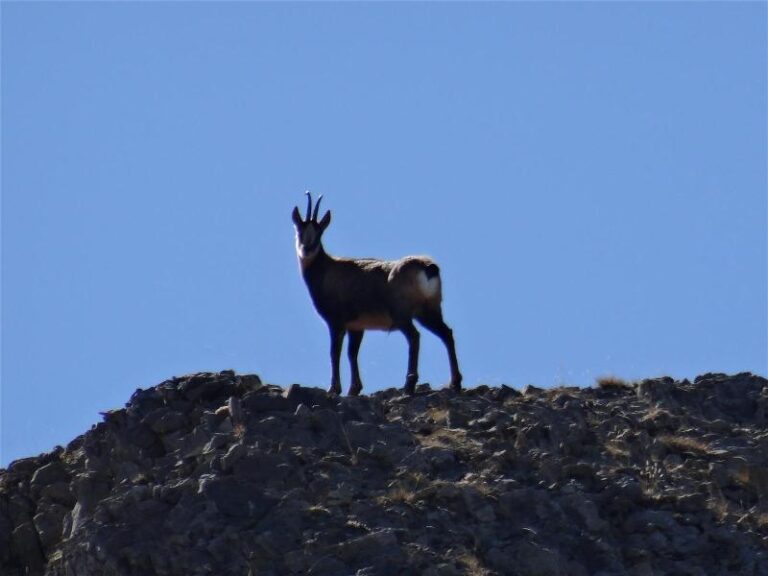 comabona