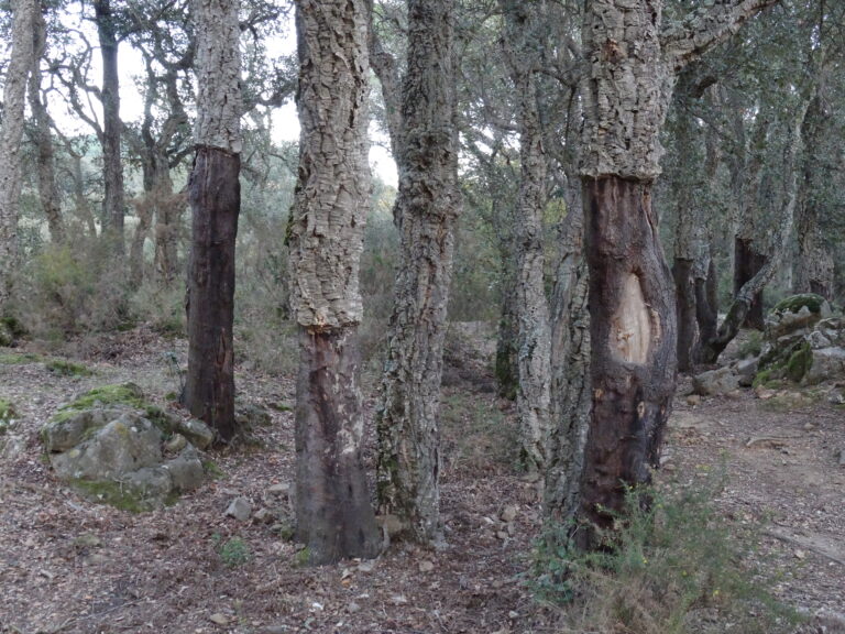 montnegre