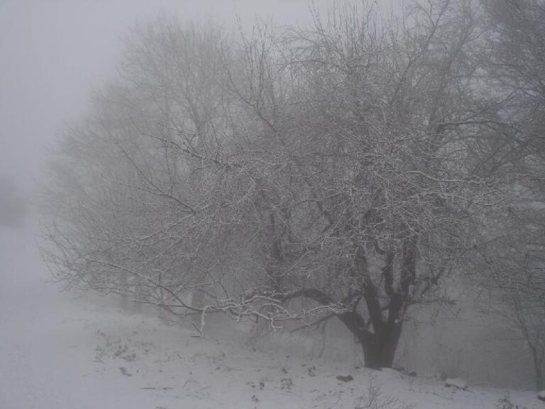 Paissatge hivernal