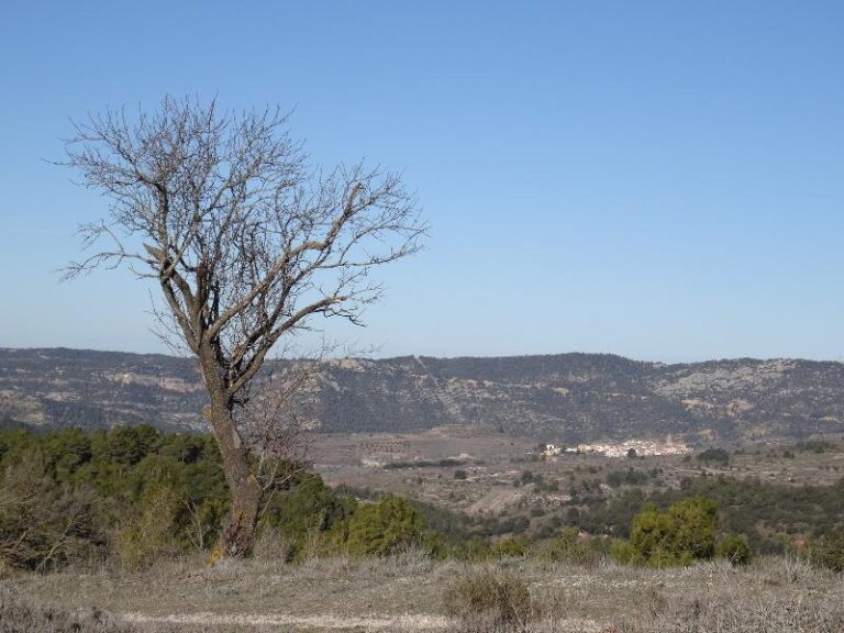 roca corbatera