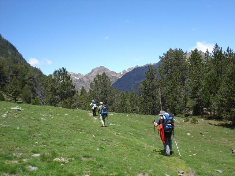 Boscos alpins