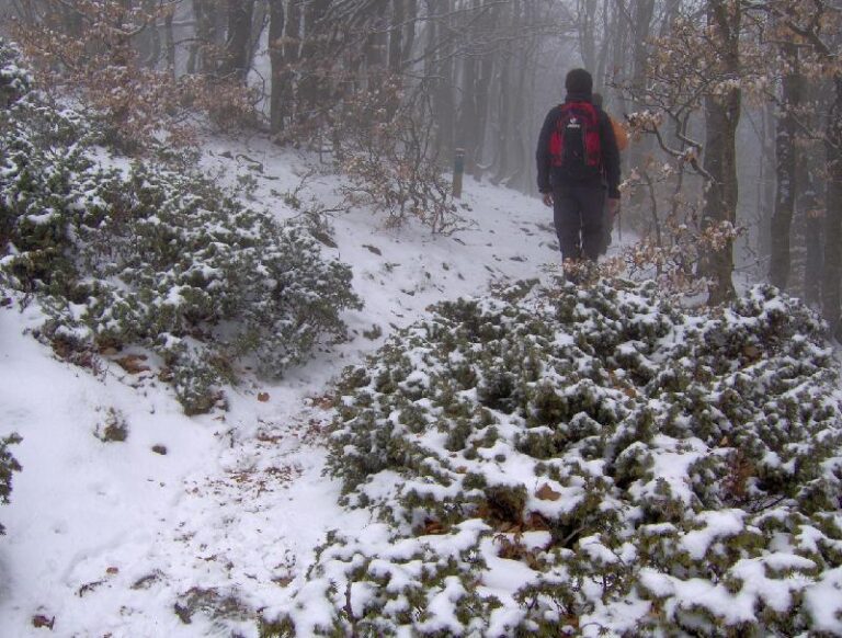 Paissatge hivernal