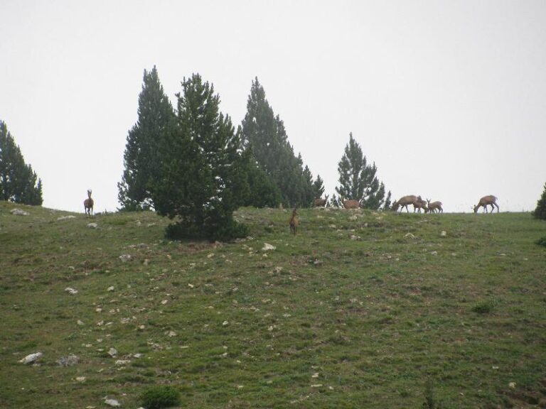 Ramat de isards